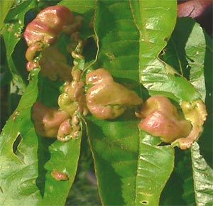 Peach Leaf Curl, Taphrina deformans