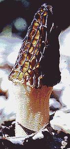 Morel Mushroom, Morchella angusticeps