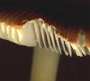 mushroom gills