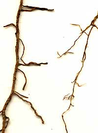 diagram cross-section of root with ectomycorrhiza, a form of mycorrhiza