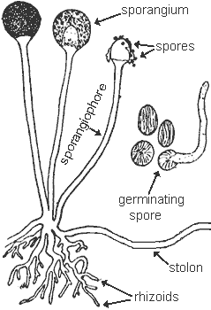 bread mold fungus drawing, spore production