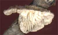Schizophyllum commune