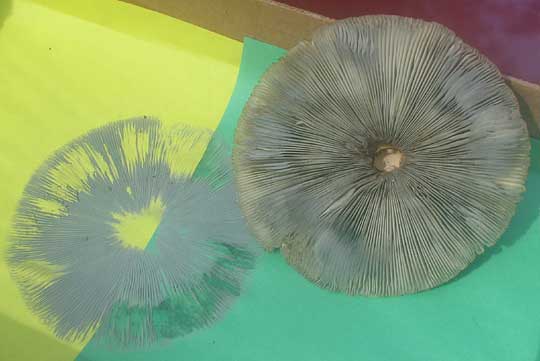 Spores On A Mushroom. Below is the spore print of