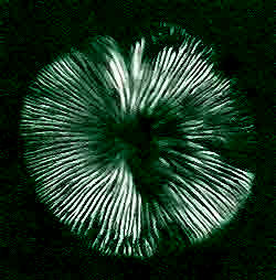 typical spore print showing white spores