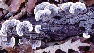 Turkey Tail, Trametes versicolor