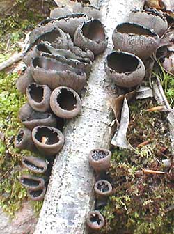 Devil's Urn, Urnula craterium, image by Karen Wise of Mississippi