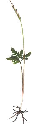 Oblique Grape-fern, Botrychium dissectum var obliquum