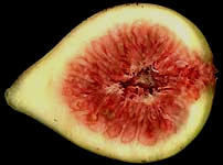 fig cross-section
