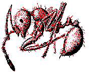 Fire Ant