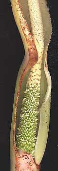 male & female flowers inside the spathe of an Elephan'ts Ear, Colocasia esculenta var antiquorum