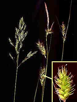 Grass & Non-grasses