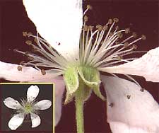 rubus