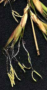 Bamboo flowers