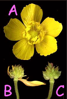 achenes of the Buttercup, genus Ranunuculus