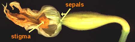 Yellow Crookneck Squash with its flower