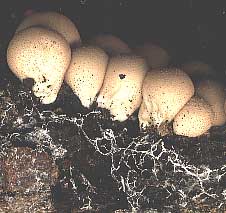 Hyphae of puffballs (Lycoperdon pyriforme) growing on decaying wood.