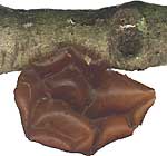 Jelly Fungus, Auricularia auricula