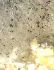 Bread mold fungus, Rhizopus nigricans