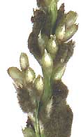 smut on Smutgrass, Sporobolus indicus