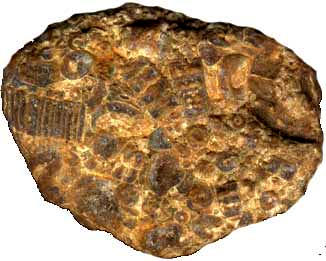 fossil algae