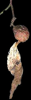 Hackberry Petiole Gall