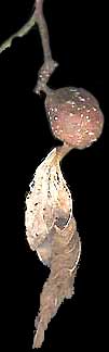 Hackberry Petiole Gall