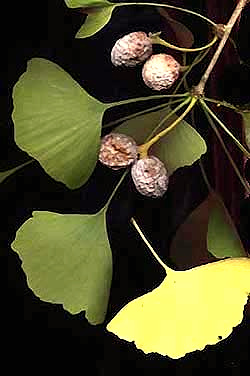 Ginkgo leaves, fruits and stem, Ginkgo biloba