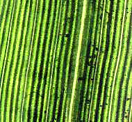 parallel veins in a blade of fescue grass