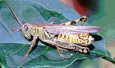 backyard grasshopper
