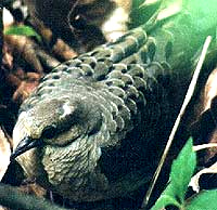 Ground Dove, photo by Michael Suttkus in Florida