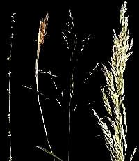 Four grass inflorescences