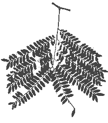 Honey Locust with compound leaves
