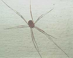 Brown Harvestman, photo by Michael Suttkus