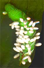 Tomato Hornworm parisitzed by Braconid wasp larvae