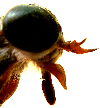 Horsefly head with mouthparts