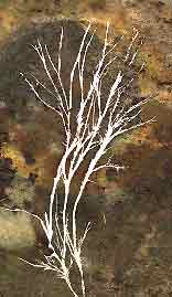 hyphae
