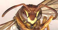 yellowjacket showing antennae