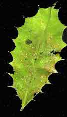 Holly leaf