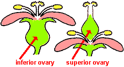 inferior & superior ovary, diagram