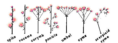 inflorescence types