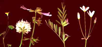 inflorescence types