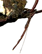 Sucking beak of Leaf-footed Bug