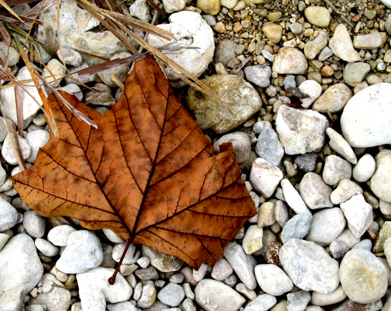 sycamore leaf