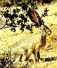 Black-tailed Jackrabbit