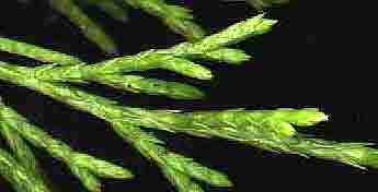 Leaf scales of Red Cedar, a kind of Juniper