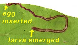 Leaf miner in dogwood leaf