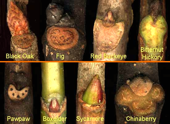 leafscars and buds of black oak, fig, red buckeye, bitternut hickory, pawpaw, boxelder, sycamore & chinaberry