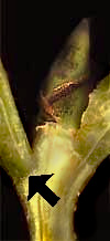 Abscission layer at bases of Sweetgum leaves, Liquidambar styraciflua