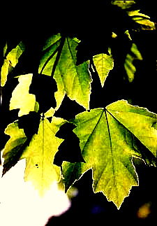 Red Maple leaves in sunlight