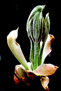 Hickory leaves expanding from twig's terminal bud